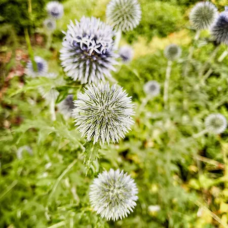 Lovingly Restored Half-timbered House From 1684 Vakantiehuis *