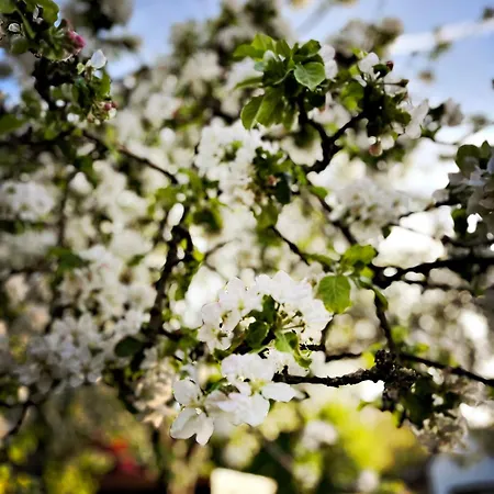 Holiday home Lovingly Restored Half-timbered House From 1684