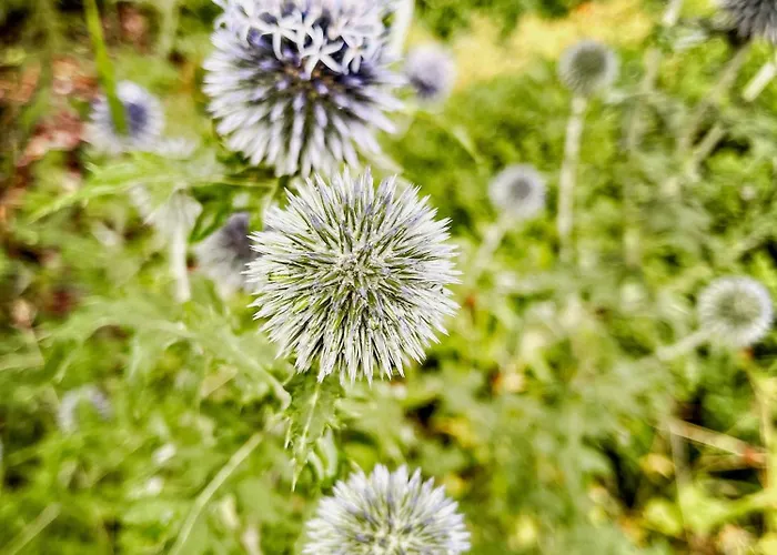 Lovingly Restored Half-timbered House From 1684 Ferienhaus